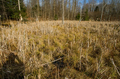 Stellulatae