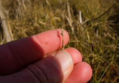 Stellulatae