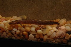 Necturus beyeri
