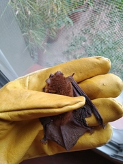 Eptesicus furinalis