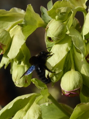 Xylocopa violacea