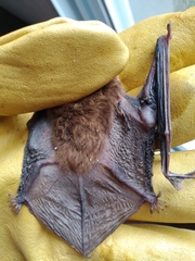 Eptesicus furinalis