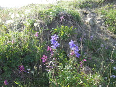 Delphinium middendorffii