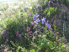 Delphinium middendorffii