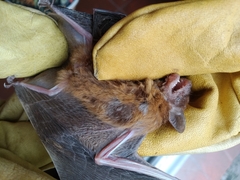 Eptesicus furinalis