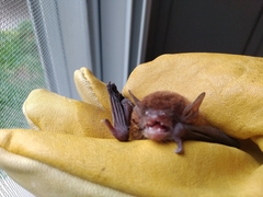 Eptesicus furinalis