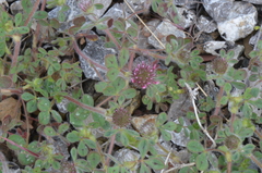 Trifolium hirtum