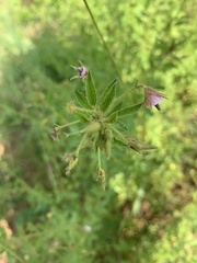 Hermannia boraginiflora