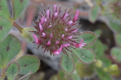 Trifolium hirtum