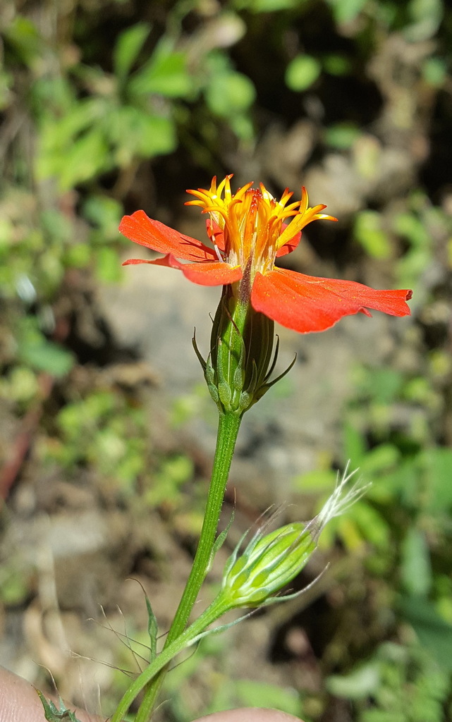 Adenophyllum glandulosum