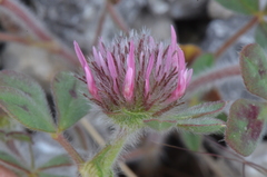 Trifolium hirtum