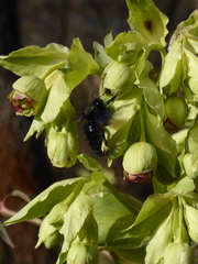 Xylocopa violacea
