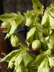 Xylocopa violacea