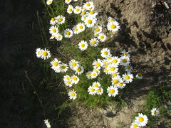 Tripleurospermum hookeri