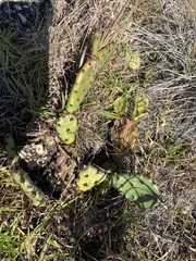 Opuntia austrina