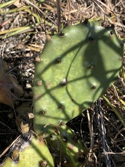 Opuntia austrina