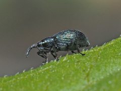 Ischnopterapion virens