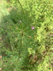 Hermannia boraginiflora