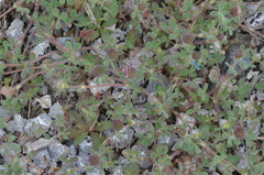Trifolium hirtum