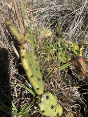 Opuntia austrina