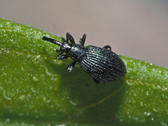 Ischnopterapion virens