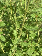 Hermannia boraginiflora