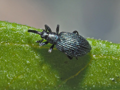 Ischnopterapion virens