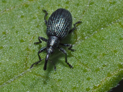 Ischnopterapion virens