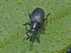 Ischnopterapion virens