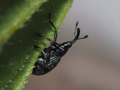 Ischnopterapion virens