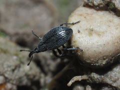 Ischnopterapion virens