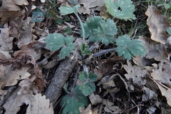 Ranunculus lanuginosus