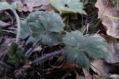Ranunculus lanuginosus