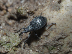 Ischnopterapion virens