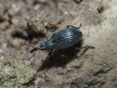 Ischnopterapion virens