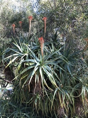 Aloe arborescens