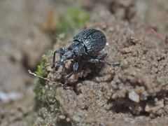 Ischnopterapion virens