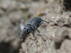 Ischnopterapion virens