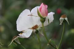 Rosa