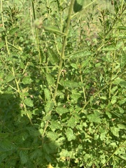 Hermannia boraginiflora