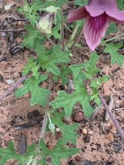 Dicerocaryum senecioides