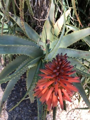 Aloe arborescens