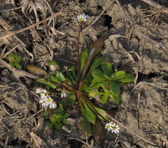 Draba praecox