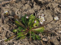 Draba praecox