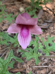 Dicerocaryum senecioides