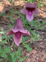 Dicerocaryum senecioides