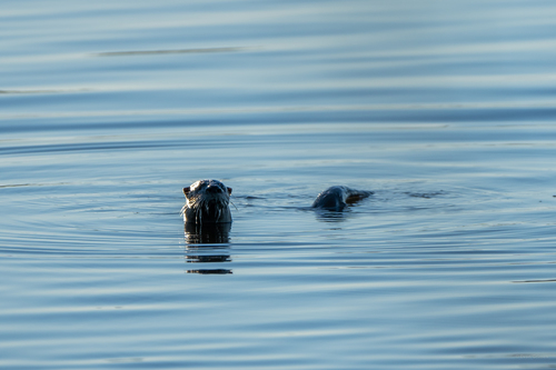 North American River Otter photographed in Mississippi