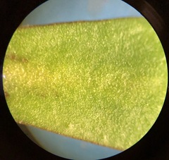 Draba praecox