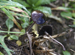 Panaeolus acuminatus