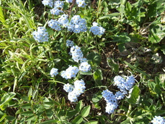 Myosotis asiatica